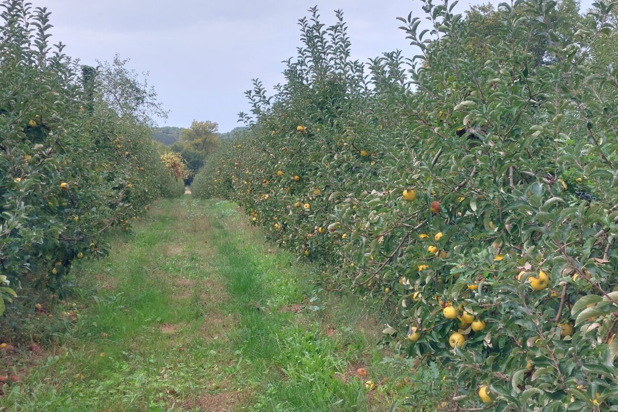 Exploitation agricole à vendre de 48 ha