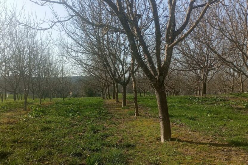 Exploitation agricole à vendre de 3.3 ha